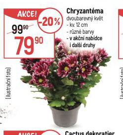 CHRYZANTMA