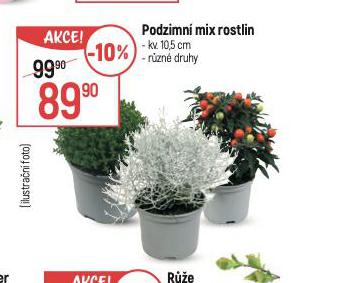 PODZIMN MIX ROSTLIN