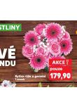 KYTICE RŮŽE A GERMINI