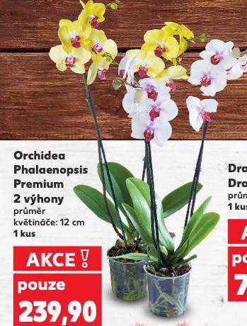 ORCHIDEA PHALAENOPSIS