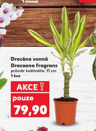 DRACNA VONN