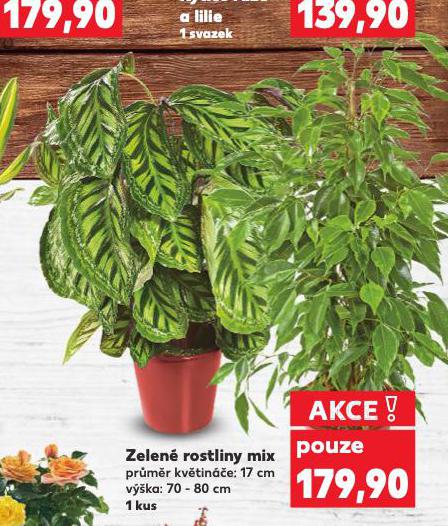 ZELEN ROSTLINY MIX