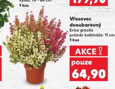 VESOVEC DVOUBAREVN