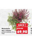 MULENBEKIE DUO S VŘESEM