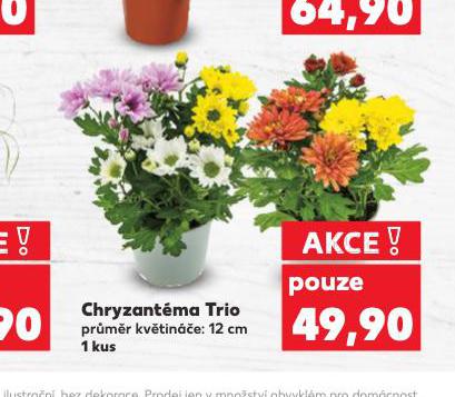 CHRYZANTMA TRIO