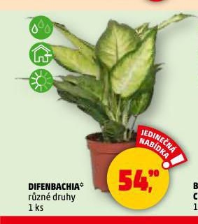DIFENBACHIA