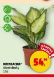DIFENBACHIA