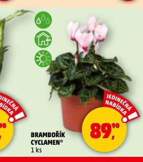 BRAMBOK CYCLAMEN