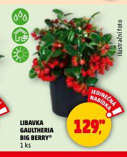 LIBAVKA GAULTHERIA BIG BERRY