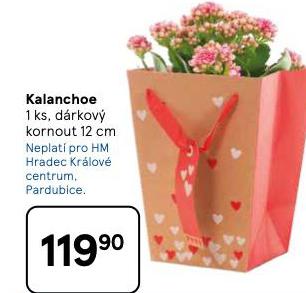 KALANCHOE
