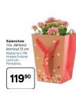 KALANCHOE