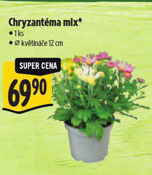 CHRYZANTMA MIX