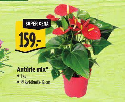 ANTRIE MIX