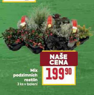 MIX PODZNIMNCH ROSTLIN