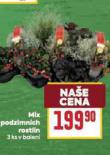 MIX PODZNIMNCH ROSTLIN