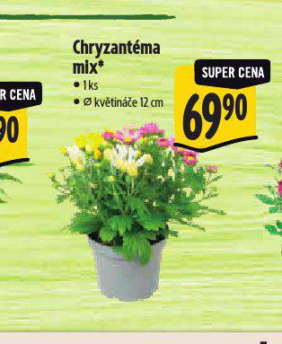 CHRYZANTMA MIX
