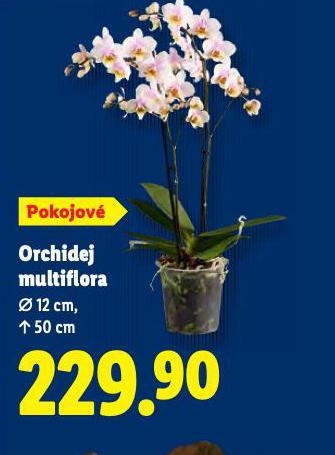 ORCHIDEJ MULTIFLORA