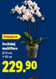 ORCHIDEJ MULTIFLORA