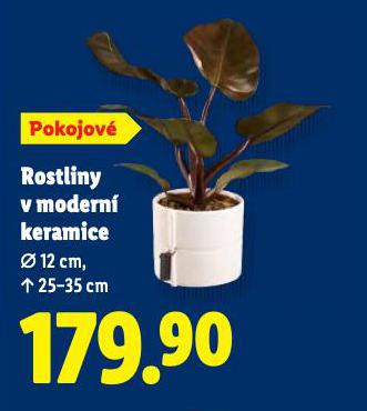 ROSTLINY V MODERN KERAMICE