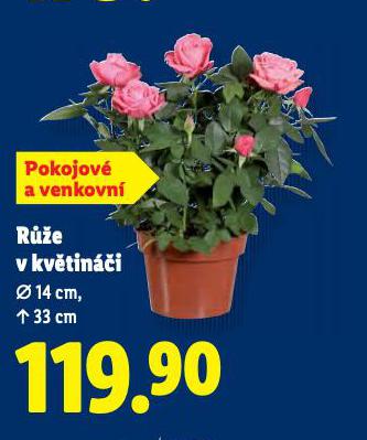 RَE V KVTINI