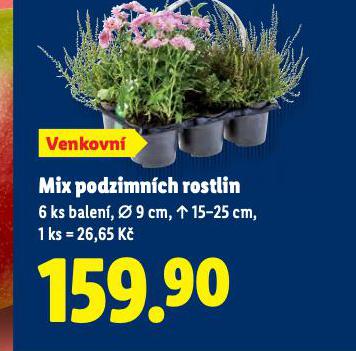 MIX PODZIMNCH ROSTLIN