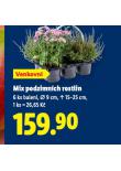 MIX PODZIMNCH ROSTLIN