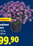 PODZIMN ASTRA