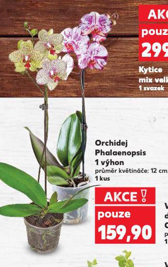ORCHIDEA PHALAENOPSIS
