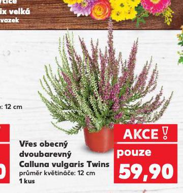 VES OBECN CALLUNA VULGARIS