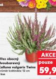VŘES OBECNÝ CALLUNA VULGARIS