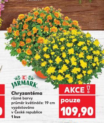 CHRYZANTMA