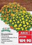 CHRYZANTÉMA
