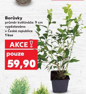 BORVKY