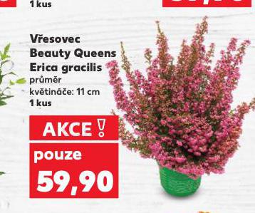 VESOVEC ERICA GRACILIS