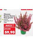 VŘESOVEC ERICA GRACILIS
