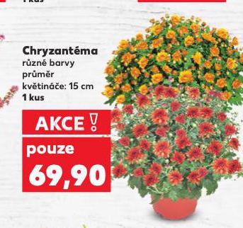 CHRYZANTMA