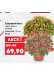 CHRYZANTÉMA