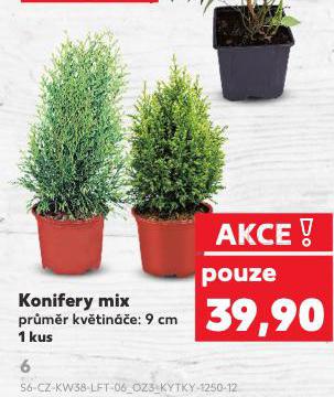 KONIFERY MIX