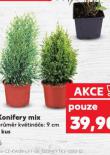 KONIFERY MIX