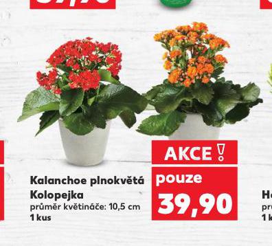KALANCHOE PLNOKVT