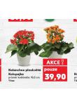 KALANCHOE PLNOKVĚTÁ