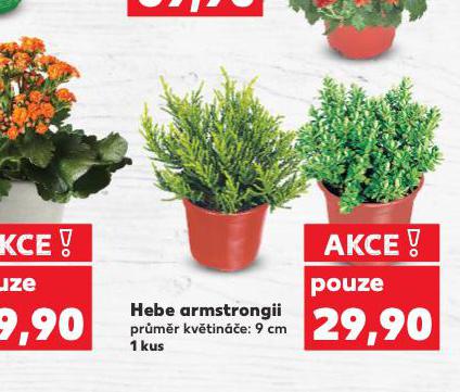 HEBE ARMSTRONGII