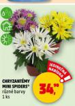 CHRYZANTMY MINI SPIDERS