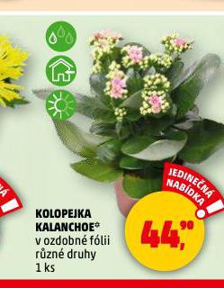KOLOPEJKA KALANCHOE