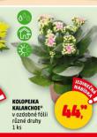 KOLOPEJKA KALANCHOE