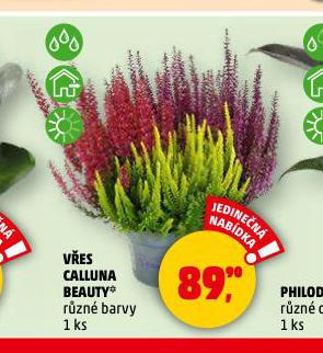 VES CALLUNA BEAUTY
