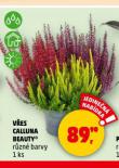 VES CALLUNA BEAUTY
