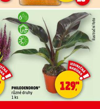 PHILODENDRON