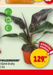 PHILODENDRON
