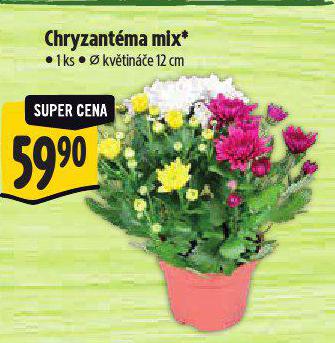 CHRYZANTMA MIX